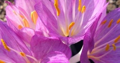 TÜRKİYE'DE ÜRETIMİN BAŞARISI: AILEVI AKDENİZ ATEŞİ HASTALIGININ TEDAVISİNDE KULLANILAN İ