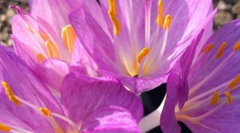 TÜRKİYE'DE ÜRETIMİN BAŞARISI: AILEVI AKDENİZ ATEŞİ HASTALIGININ TEDAVISİNDE KULLANILAN İ