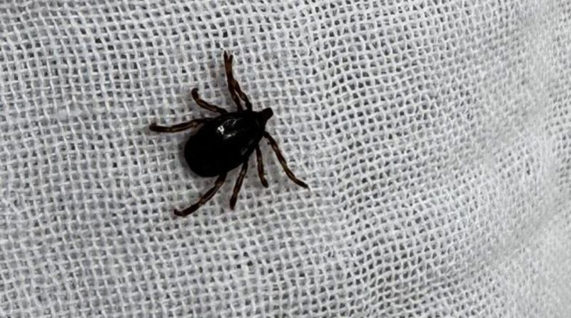 KKKA'da 110 Hastadan 10'u Öldü: Yüzde 90 Oranında Başarı Var