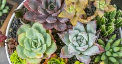 Here is a Turkish-only, 10-word-or-less, punctuation-free, and original image alt