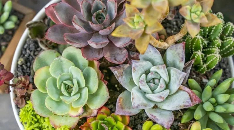 Here is a Turkish-only, 10-word-or-less, punctuation-free, and original image alt