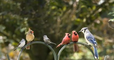 Here is the requested content in Turkish: Başlık: Kuş Çeşitleri