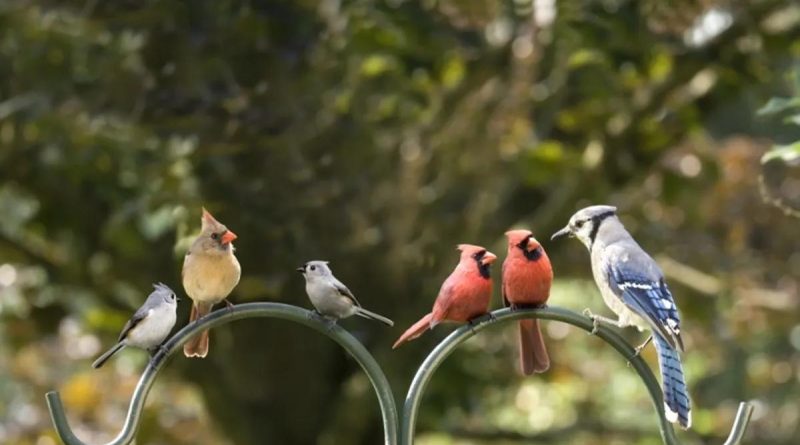 Here is the requested content in Turkish: Başlık: Kuş Çeşitleri