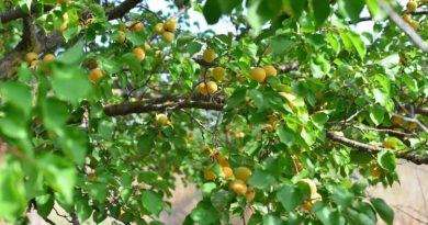 Kayısı Türleri: En Lezzetli ve Popüler Kayısı Çeşitleri Hangileridir? Türkiye'de