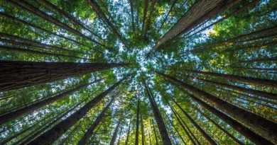 Enerji Türleri ve Çeşitleri: Yenilenebilir ve Yenilenemeyen Enerji Kaynakları Enerji