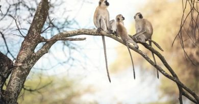 Here is the requested output in Turkish: Başlık: Maymun Türleri