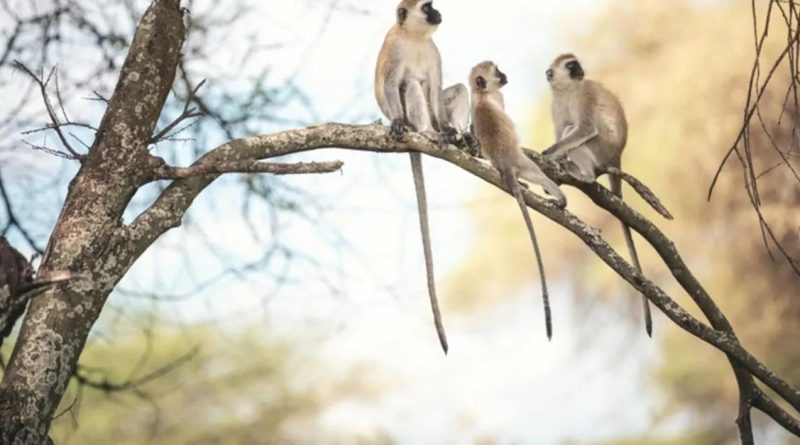 Here is the requested output in Turkish: Başlık: Maymun Türleri