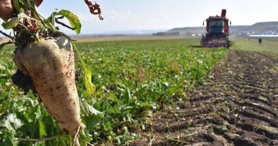 Şeker Pancarının Alım Fiyatı Belli Oldu Tarım ve Orman Bakanlığı,