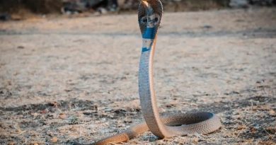 Zehirli yilan türleri: Kırmızı yılan, Kara yılan, Çınar yılan, S