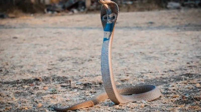 Zehirli yilan türleri: Kırmızı yılan, Kara yılan, Çınar yılan, S