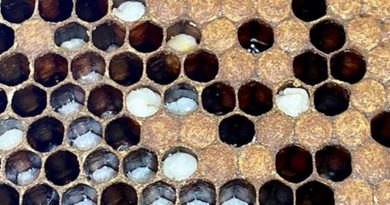 Here is the rewritten text in Turkish: Başlık: Apiterapi, Otoimmün