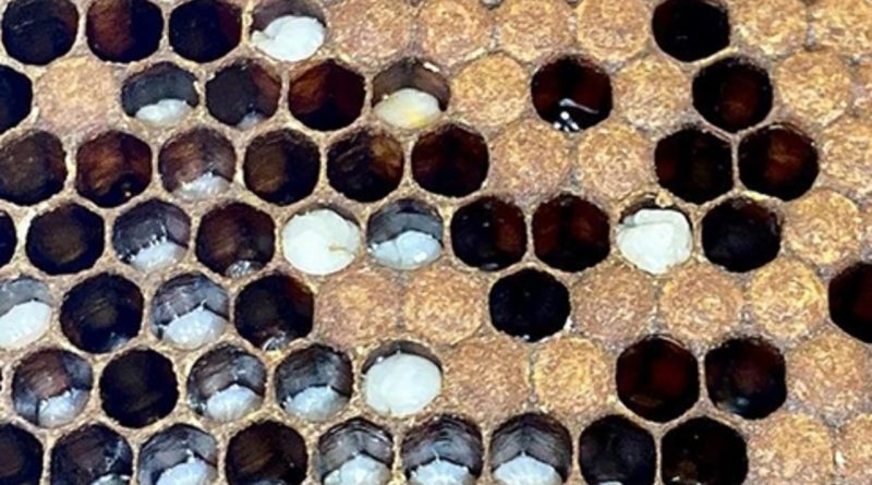 Here is the rewritten text in Turkish: Başlık: Apiterapi, Otoimmün