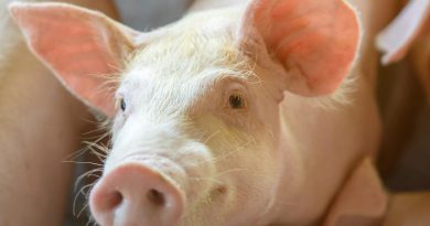 Here is a Turkish text that meets your requirements: Başlık: