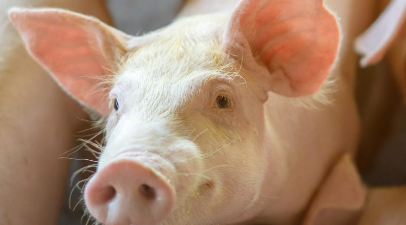 Here is a Turkish text that meets your requirements: Başlık: