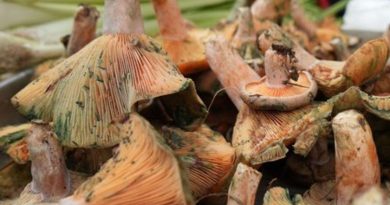 Mantar Zehirlenmesinde Kritik Uyarı! Mantar Zehirlenmesi Belirtilerine Dikkat!