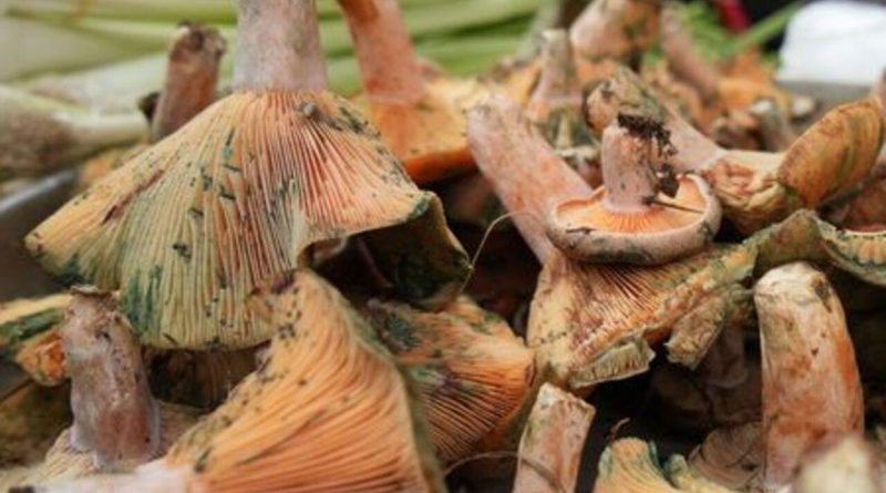 Mantar Zehirlenmesinde Kritik Uyarı! Mantar Zehirlenmesi Belirtilerine Dikkat!