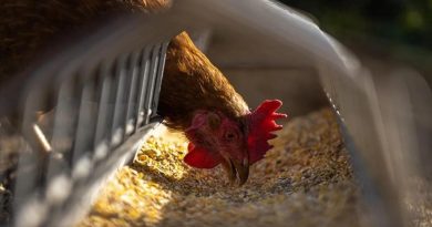 Tavuk Eti Üretimi Ağustos'ta Arttı Türkiye genelinde tavuk eti üretimi,