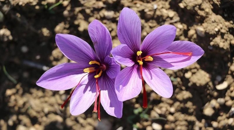 Here is the rewritten text in Turkish, within the 10-word