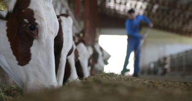 Bakanlıktan Hayvancılığa 36,6 Milyar Lira Destek Tarım ve Orman Bakanlığı,