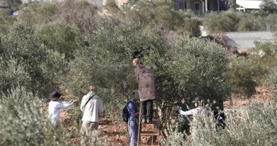 İsrail, Batı Şeria'daki Filistinli çiftçilere 259 kez saldırdı İsrail ordusu