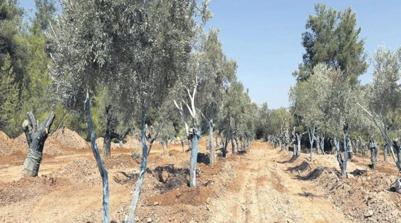 Here is the rewritten text in Turkish, without punctuation and