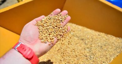 Arpa ve Mısır İthalatı Kontenjanında Yeni Tarife Resmi Gazete'de Yayımlanan