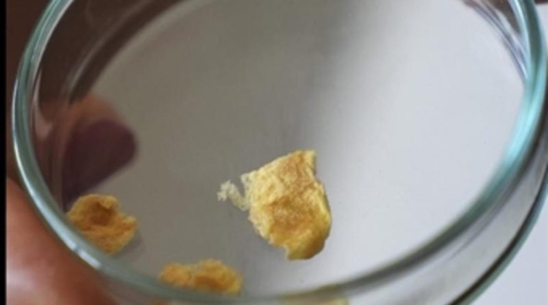 Balık Kılçığından Yüksek Kaliteli Kolajen Üretiliyor Gazi Üniversitesi Teknik Bilimler