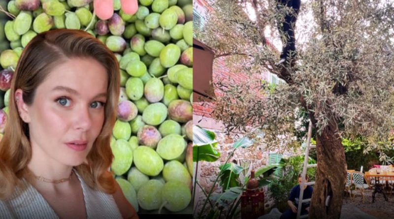 Burcu Biricik'ten Zeytin Hasadı: Ara Takipde Kalın! Burcu Biricik, Ay