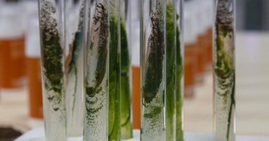 Sadece TÜRKÇE: Türk Akademisyenler, Mürekkep Balığından Cilt Onarıcı ve Koruyucu