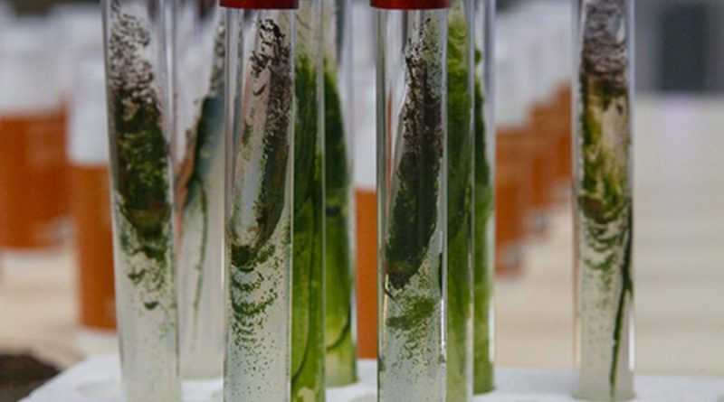 Sadece TÜRKÇE: Türk Akademisyenler, Mürekkep Balığından Cilt Onarıcı ve Koruyucu