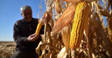 Mısır İthalatı Yapılacak mı? TMO'dan Açıklama Geliyor Mısır İthalatı Açıkl