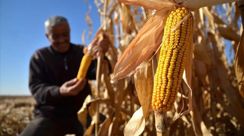 Mısır İthalatı Yapılacak mı? TMO'dan Açıklama Geliyor Mısır İthalatı Açıkl