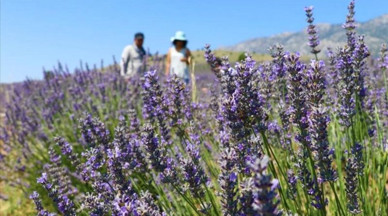 48,8 Milyon Metrekare Hazine Arazisi Tıbbi ve Aromatik Bitki Yetiştirilmek