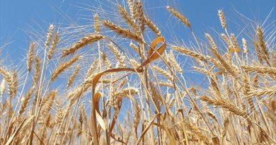 Başlık: ÇİN'DEN BİR YIL SONRA İLK! ABD'DEN BUĞDAY SATIN ALACAK