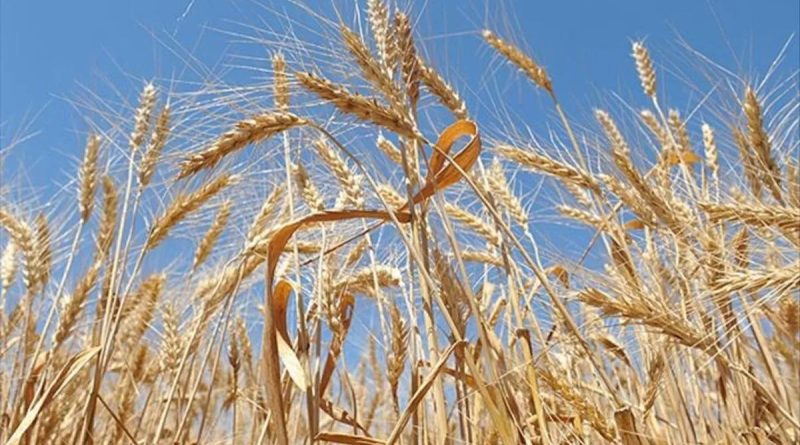 Başlık: ÇİN'DEN BİR YIL SONRA İLK! ABD'DEN BUĞDAY SATIN ALACAK