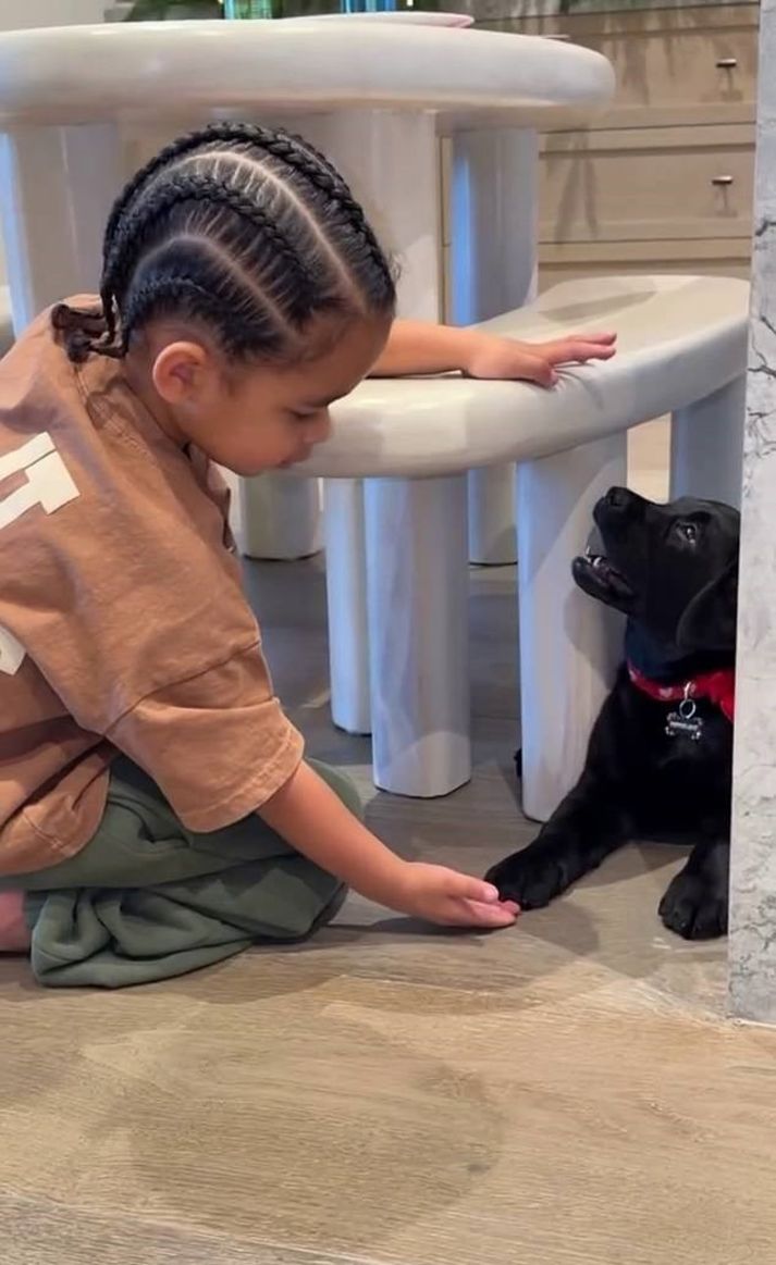 Lüks Noel hediyesi, köpek sevgisi mi yoksa gösteri mi?