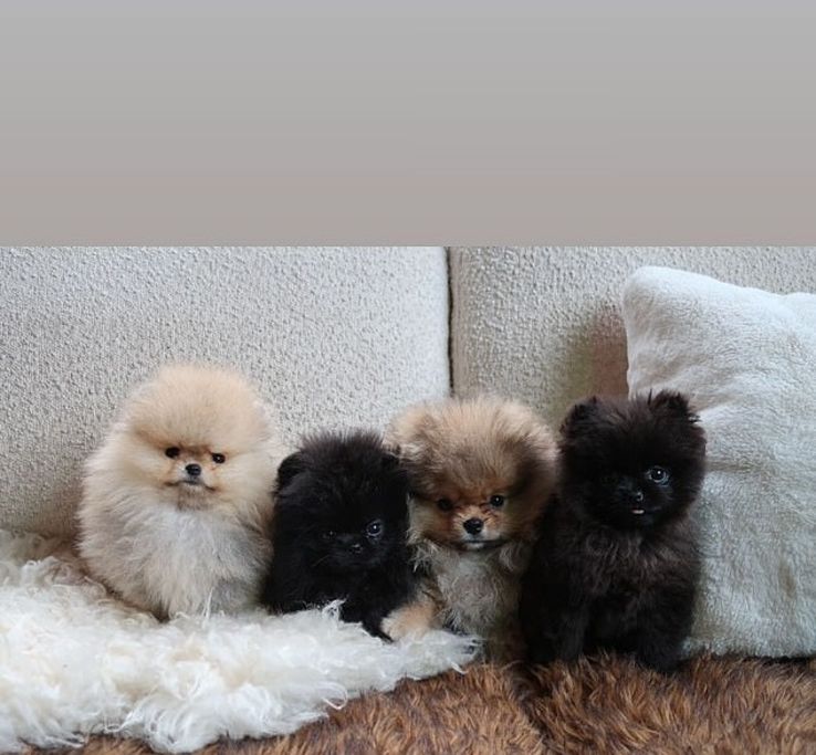 Lüks Noel hediyesi, eleştirilerin hedefi oldu