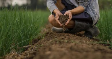 Başlık: Çernezyom Toprak: Türkiye'de Nerede Görülür, Özellikleri Neler? Çernezyom <strong