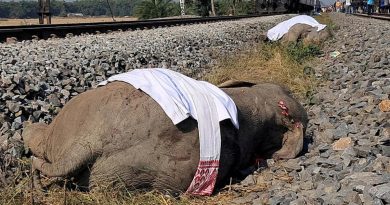 Tren 7 filiböceği sürpriz ziyaretçi oldu