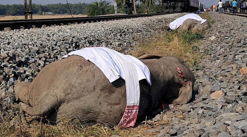 Tren 7 filiböceği sürpriz ziyaretçi oldu