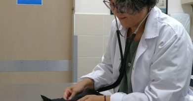 Ağrı kesiciler hayvanlar için ölümcül tehdit oluşturuyor