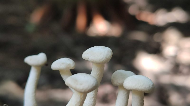 Doğadan gelen lezzet, dikkat ve bilgi gerektirir