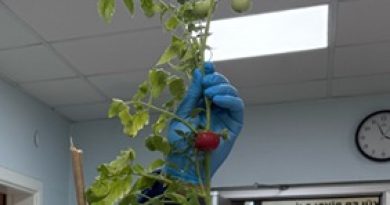 Domatesle aşı: Geleceğin salgınlarına yenilebilir kalkan