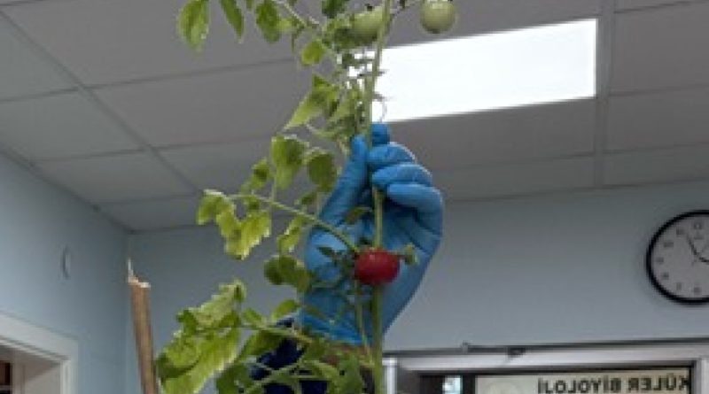 Domatesle aşı: Geleceğin salgınlarına yenilebilir kalkan