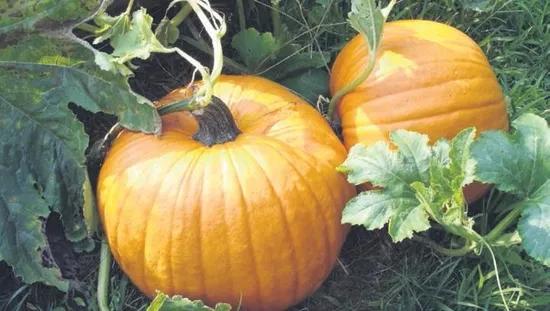 Sonbaharın renkleri, lezzetli bir tarih kokusu