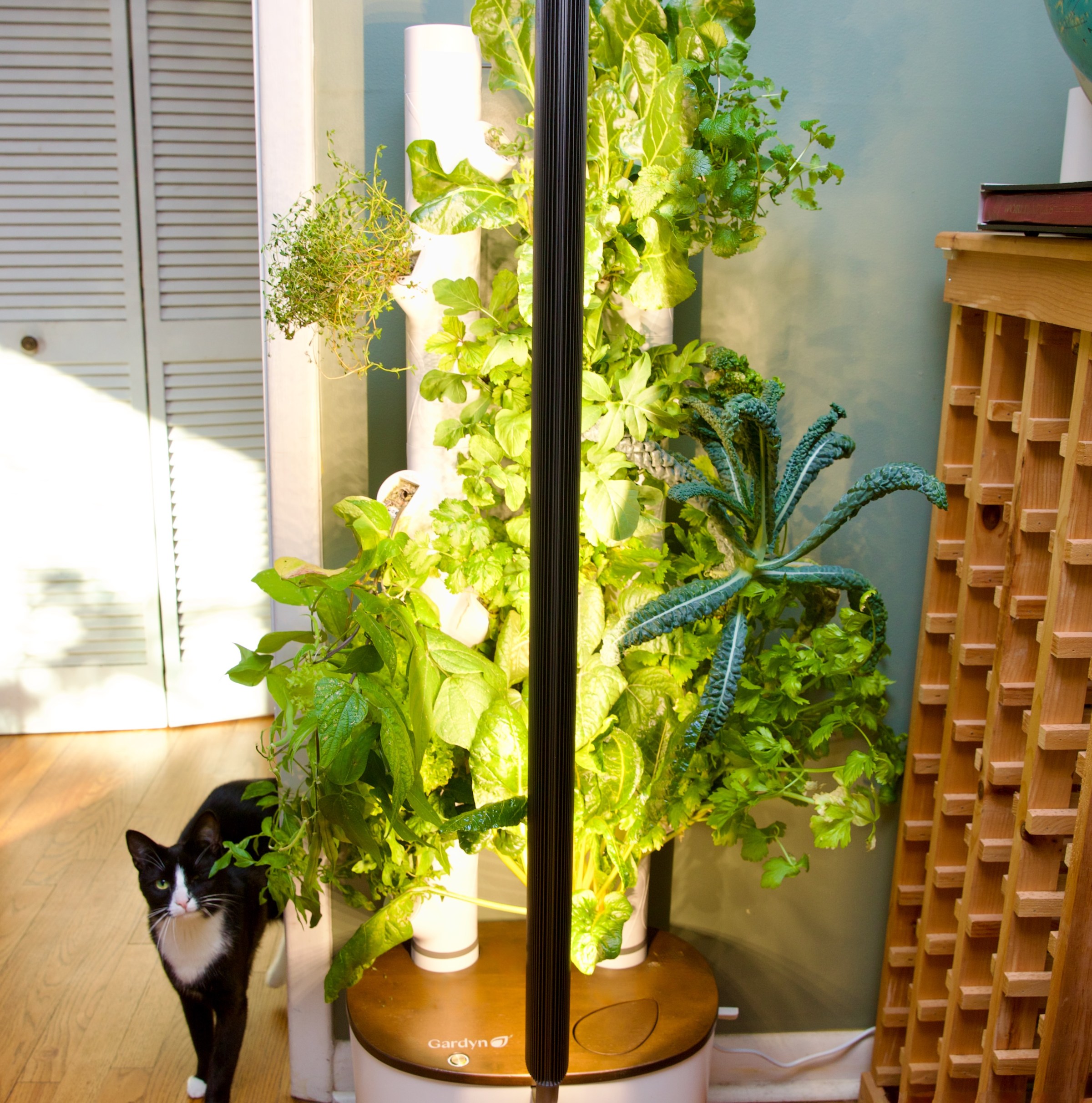 Yeşil bir nefes, evin içinde, teknolojiyle büyüyor