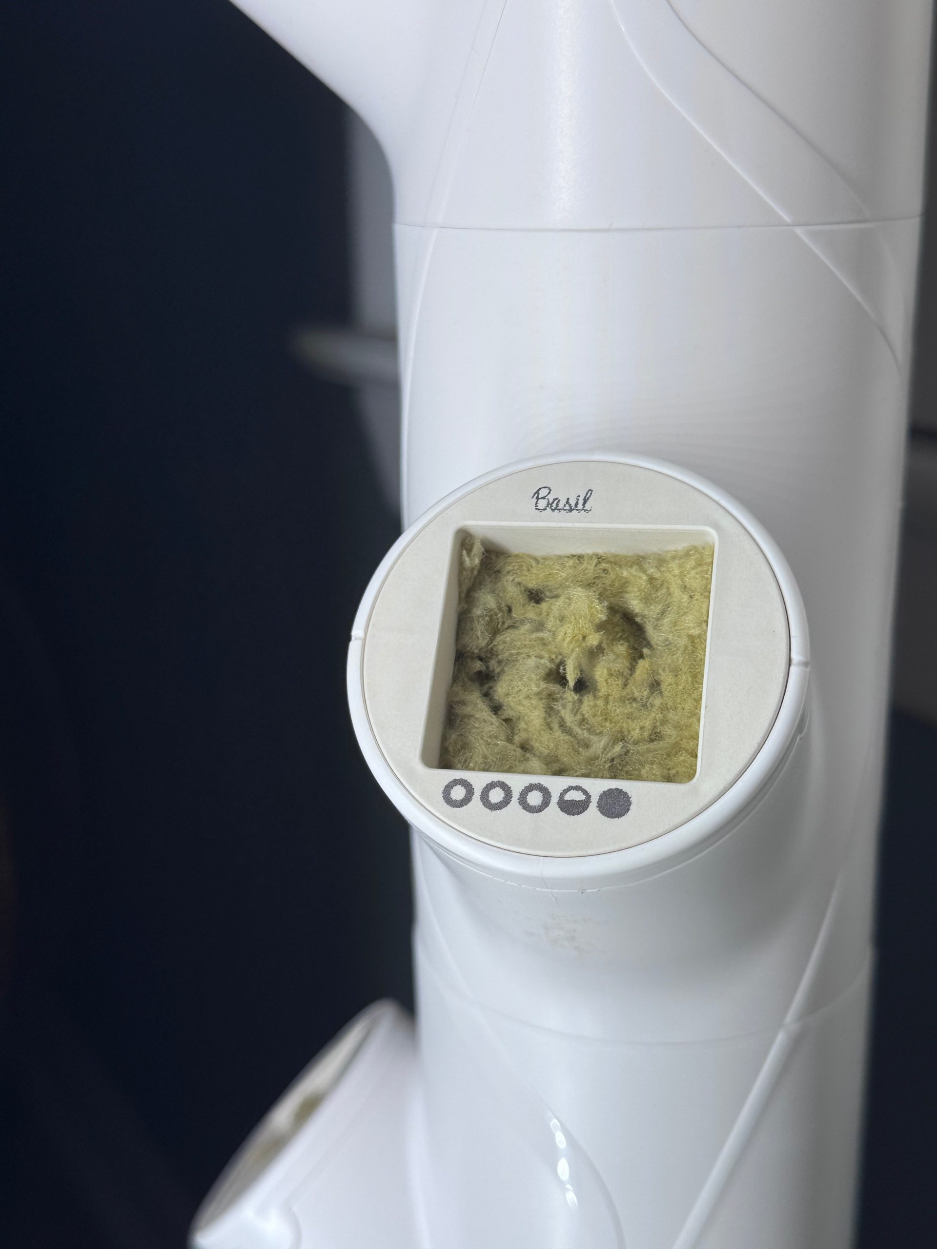 Yeşil bir vaha, evin içinde, kolayca, keyifle