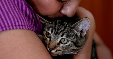 Kedi 103 gün sonra AI yardımıyla bulunan Texaslı kadın🏠🐱🔍