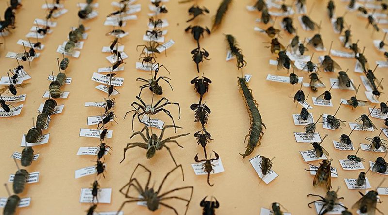 Kışlar yetersiz, tarım arazileri tehdit altında, verim düşüşü