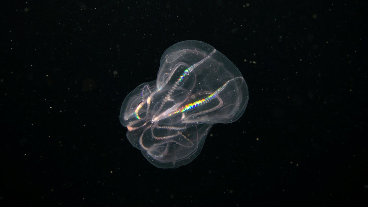 Venedik Lagünü'nde istilacı tür, hassas ekosistem için alarm zili